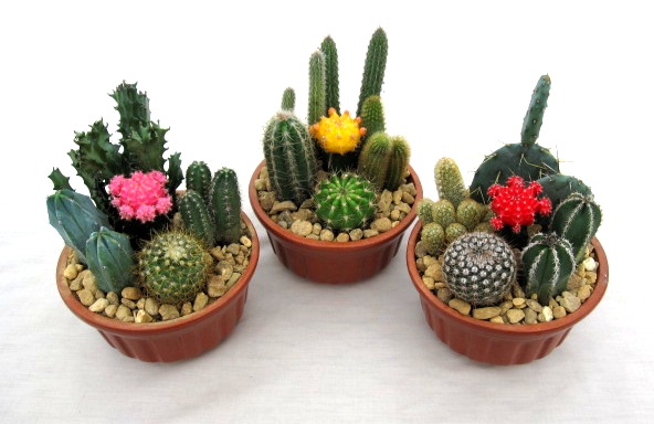 6" Cactus Clay Garden - Click Image to Close